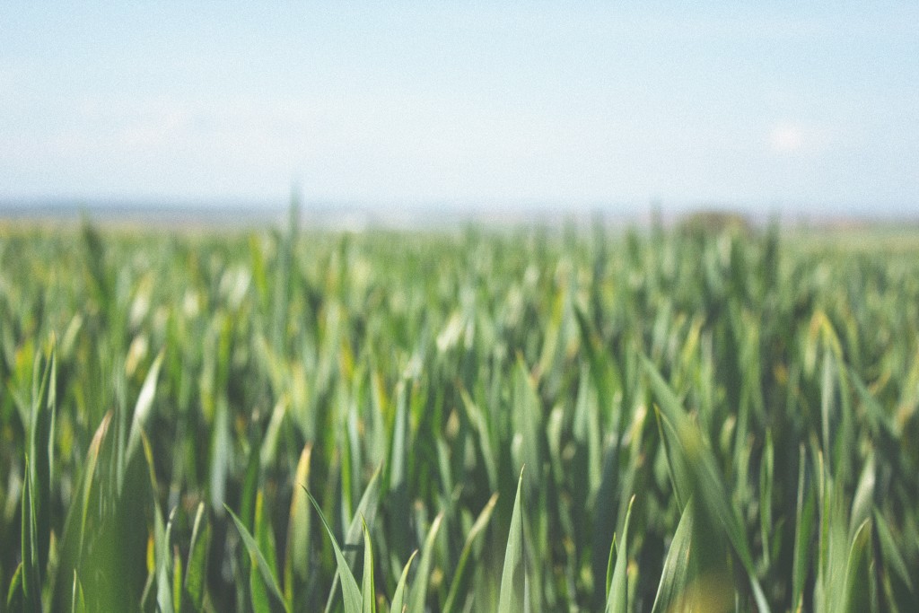 aceable-urban-roots-farm