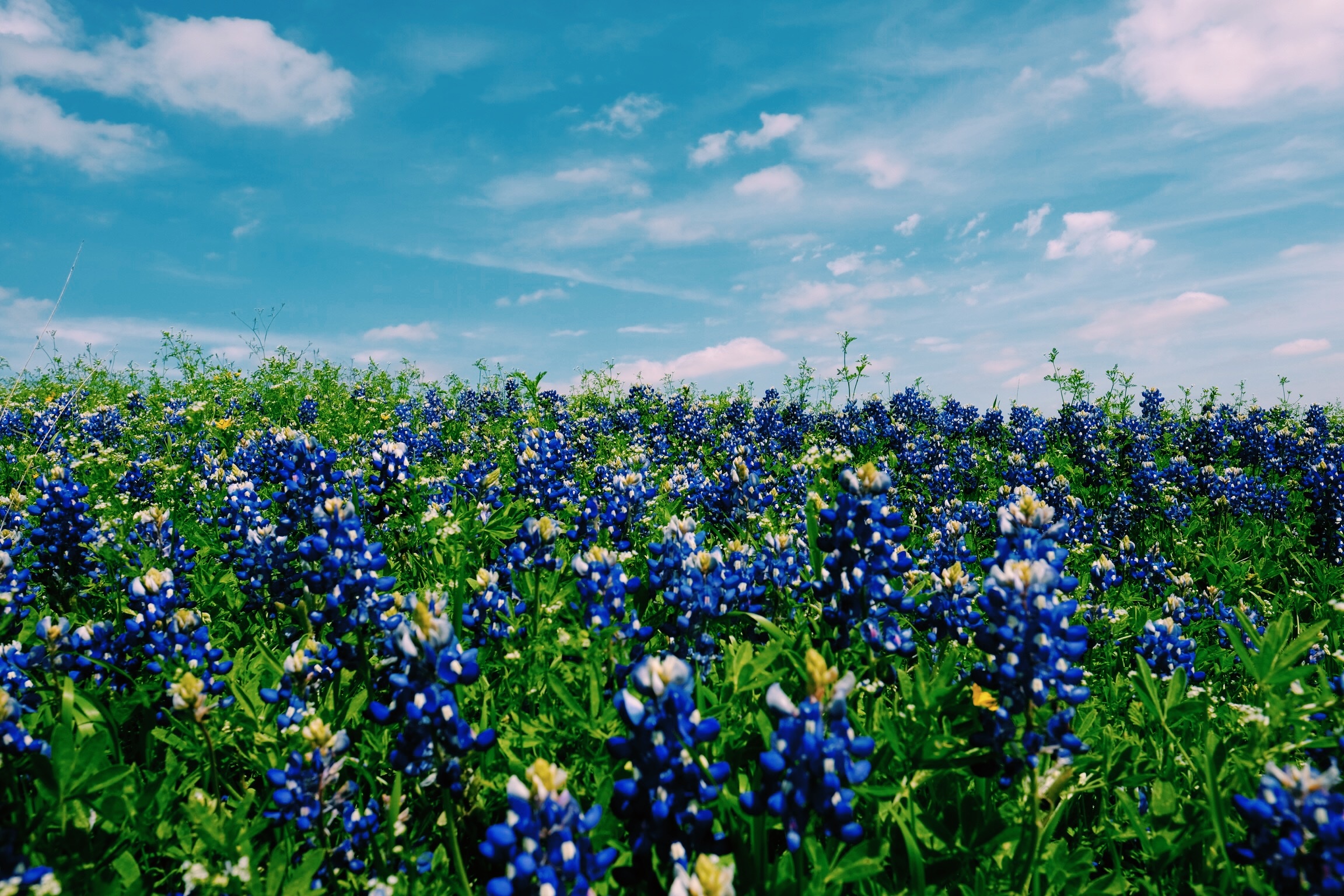 Ride the Hill Country flyer at Austin Steam Train