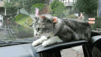 Pro tip: Keep your cat away from your windshield wiper blades.