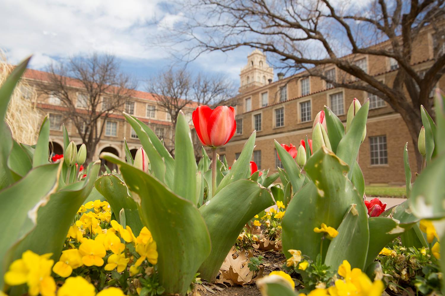 texas-tech