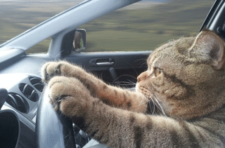 driving cat