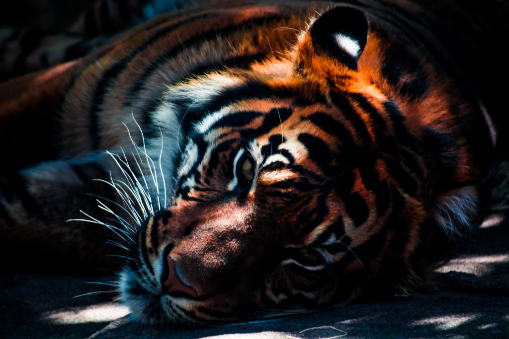 photo credit: Unsplash.com