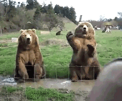 Waving at bears