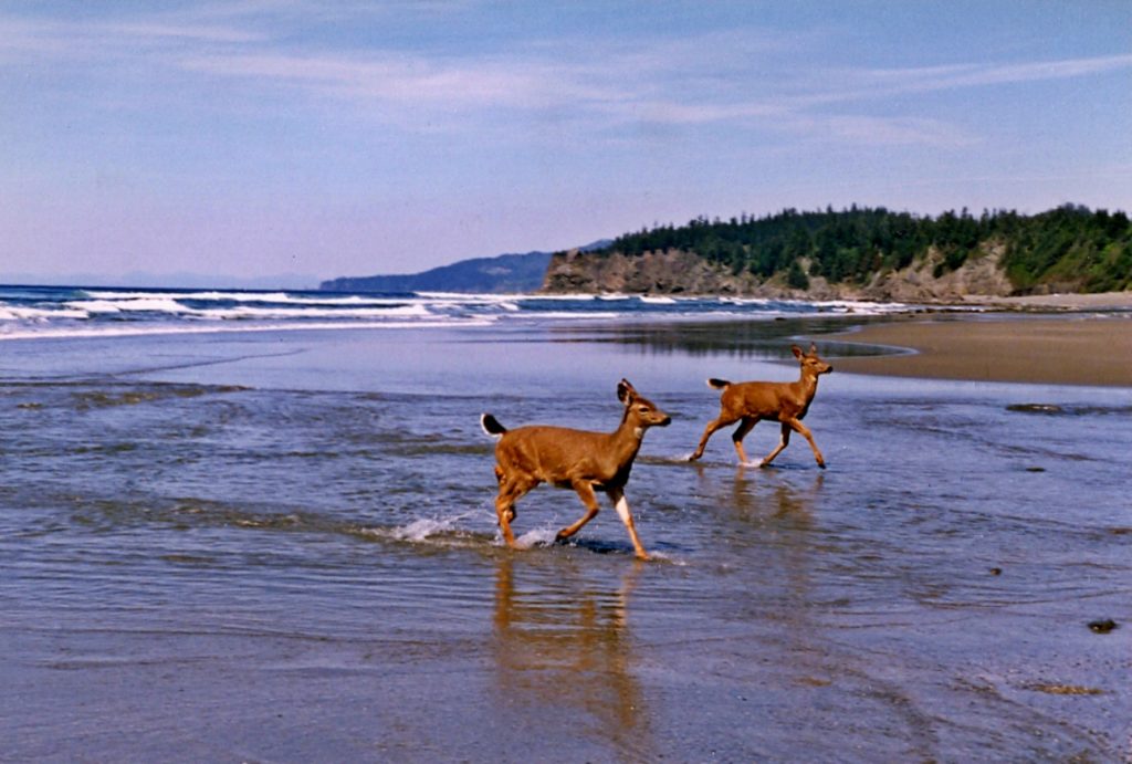 Olympic Peninsula Loop