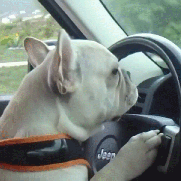 dog driver