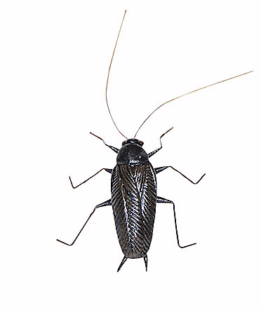 Cockroach Magnet