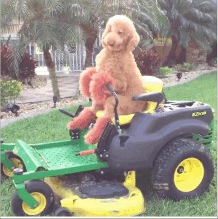 Mow Lawns