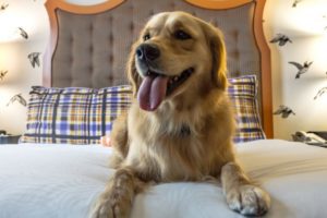 Every Kimpton hotel allows pets free of charge