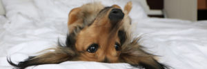 Most Marriott hotels allow pets